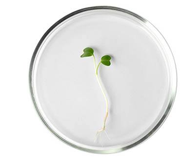 Petri dish with seedling